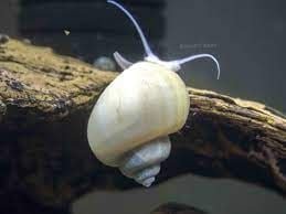 Ivory Mystery Snails (2)