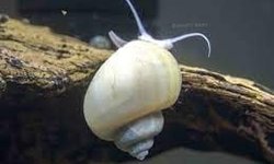 Ivory Mystery Snails (2)