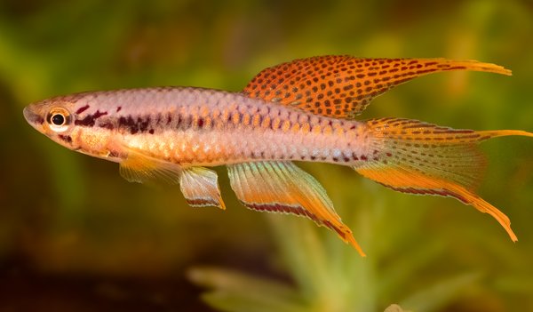 Chrompahyosemion bitaeniatum "Ijebu Ode"