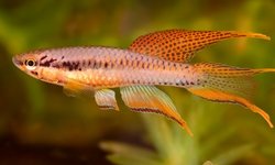 Chrompahyosemion bitaeniatum "Ijebu Ode"