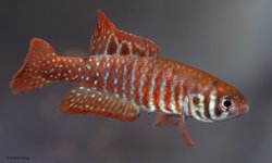 Simpsonichthys santanae 'Ribeira'NP03-07