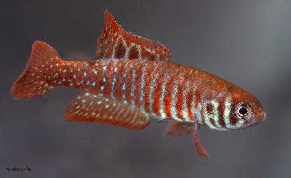 Simpsonichthys santanae 'Ribeira'NP03-07