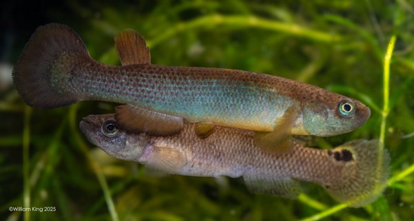 Rivulus cryptocallus "Ducos" MA 14