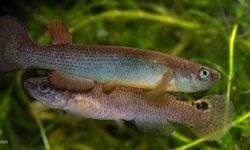 Rivulus cryptocallus "Ducos" MA 14
