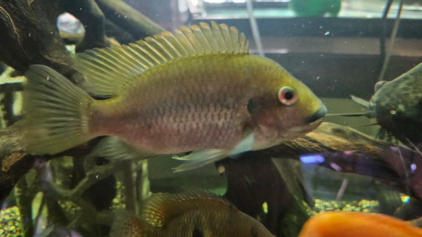 C.A.R.E.S. CICHLID - COPTODON KOTTAE - 1