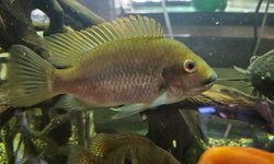 Photo 3 of C.A.R.E.S. CICHLID - COPTODON KOTTAE - 1