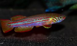 Aphyosemion punctatum Boone Bai