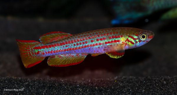 Aphyosemion punctatum "Boone Bai"