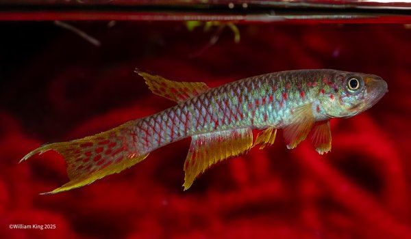 Aphyosemion sp. Lake Mai Ndombe CIR 2017