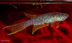Aphyosemion sp. Lake Mai Ndombe CIR 2017