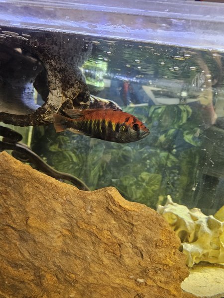 Better photo of the father