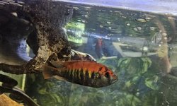 Tomato Chiclids