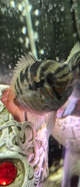 KROBIA XINGUENSIS - 1M 2F