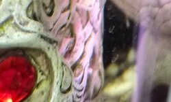 KROBIA XINGUENSIS - 1M 2F