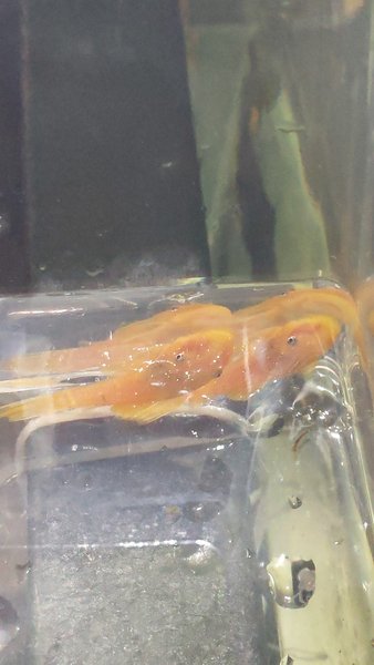 2 Blue Eyed Lemon Plecos