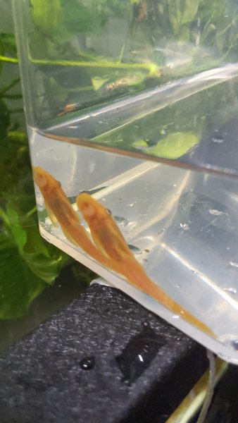 2 Blue Eyed Lemon Plecos