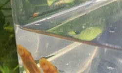 Photo 3 of 2 Blue Eyed Lemon Plecos