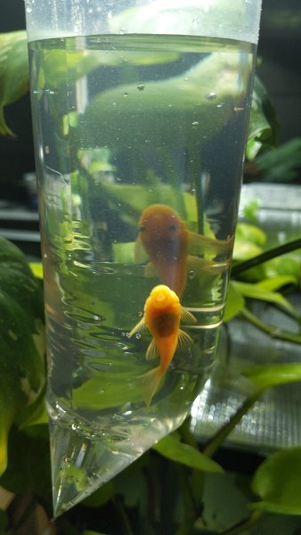 2 Blue Eyed Lemon Plecos