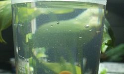2 Blue Eyed Lemon Plecos