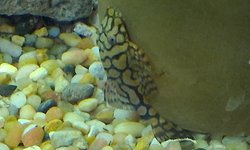 Photo 2 of Ancistrus Wabonmeister