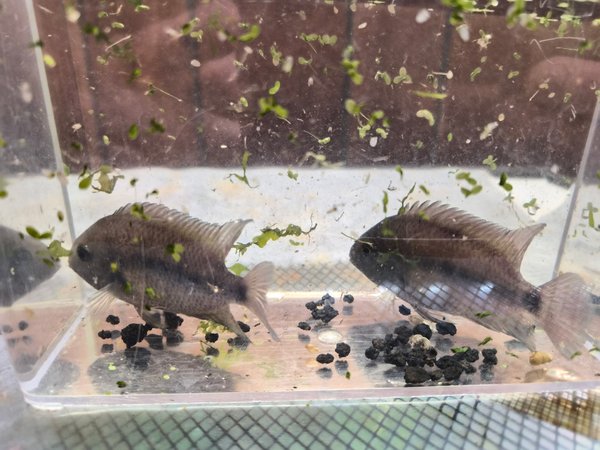 5 CRYPTOHEROS CUTTERI "BLUE EYE" CICHLID
