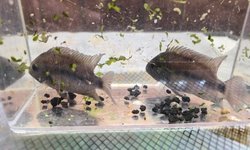 Photo 2 of 5 CRYPTOHEROS CUTTERI "BLUE EYE" CICHLID