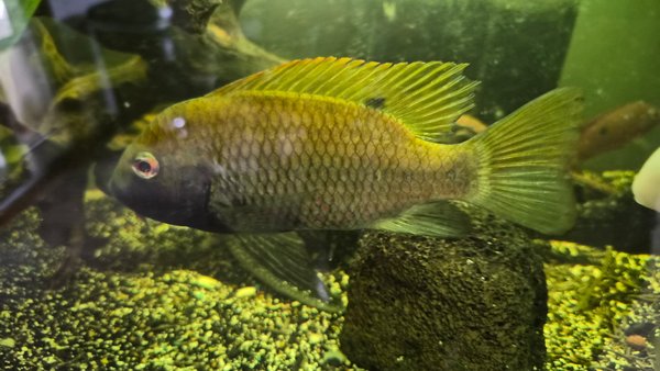C.A.R.E.S. CICHLID - COPTODON KOTTAE - 1