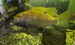 Photo 2 of C.A.R.E.S. CICHLID - COPTODON KOTTAE - 1
