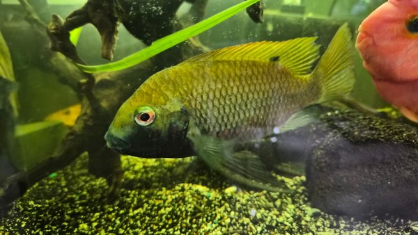 C.A.R.E.S. CICHLID - COPTODON KOTTAE - 1