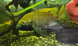 C.A.R.E.S. CICHLID - COPTODON KOTTAE - 1