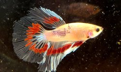 Male Marble Halfmoon Betta