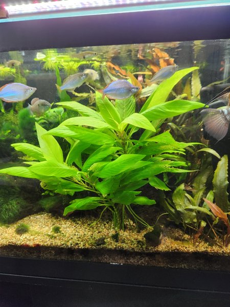 Hygrophila Corymbosa 'Compact'