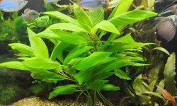 Hygrophila Corymbosa 'Compact'