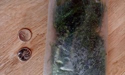 Portion of Moss