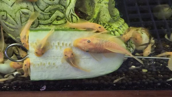 2 BLUE EYE LEMON BRISTLENOSE PLECOS