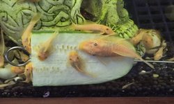 Photo 3 of BLUE EYE LEMON BRISTLENOSE PLECO - 2