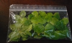 Frogbit (Limnobium Spongia)