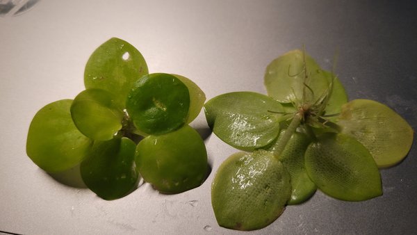 Example of the top and bottom of the plant you will receive.