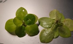 Photo 2 of Frogbit (Limnobium Spongia)