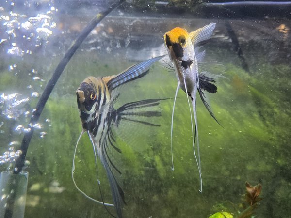 Pair of Angels