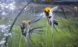 Proven Pair Marble Angelfish