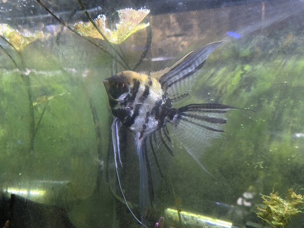 Male