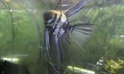 Photo 2 of Proven Pair Marble Angelfish