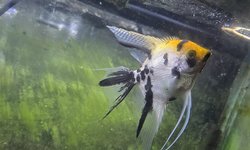 Photo 3 of Proven Pair Marble Angelfish
