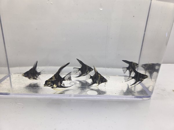 Marble Angels - Qty 6