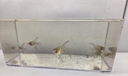 Marble Angels - Qty 6