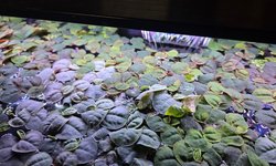 Red Root Floater