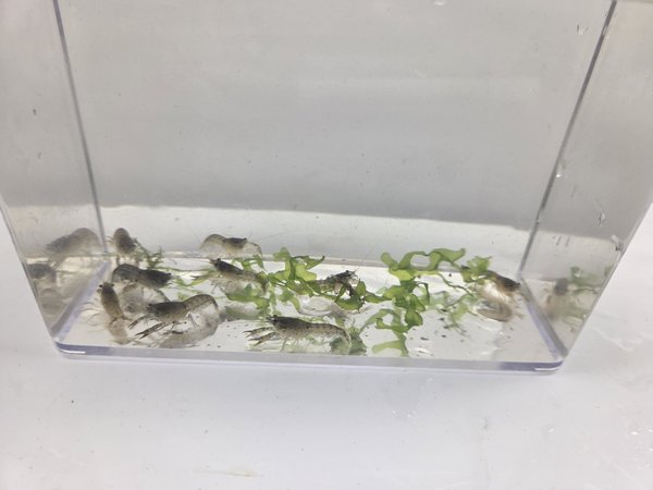Dwarf Crayfish Qty 6