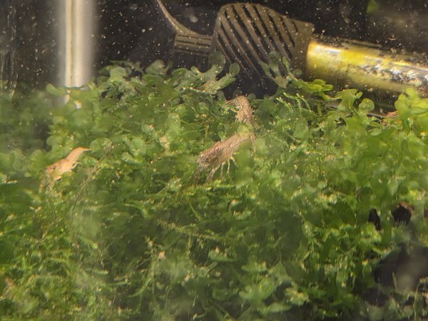 Dwarf Crayfish Qty 6