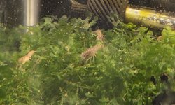 Dwarf Crayfish Qty 6